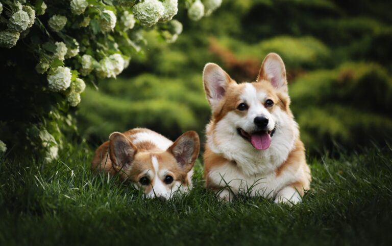 Unveiling the Mysteries of Corgis with Fluffy Butts: A Dive into the Corgi Fluffy Gene
