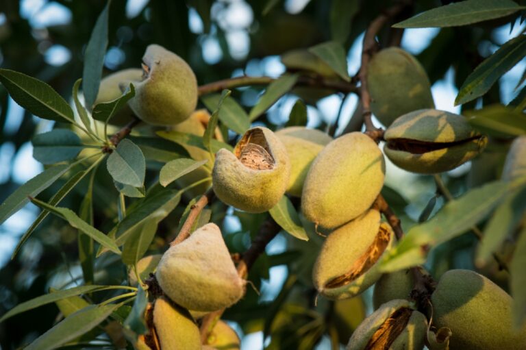 How Can You Enhance Your Orchard Yields With The Help Of Containerized Almond Trees?