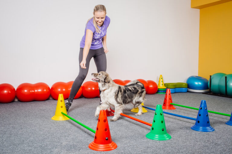 From Ruff to Refined: Enhancing Canine Behavior with Professional Training