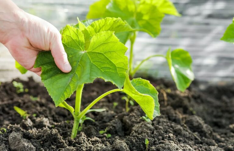 10 Common Mistakes to Avoid When Growing Cucumber Seedlings