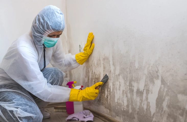 Understanding the Dangers of Household Mold and Why Remediation is Crucial