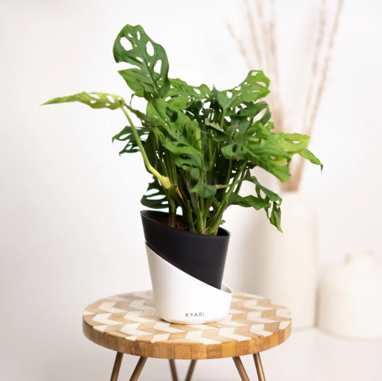Top 10 Air Purifier Plants for a Healthier Home