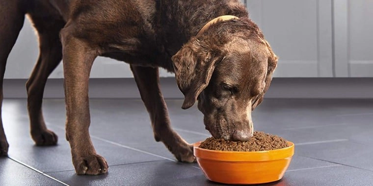 The Grain Free Diets: What You Need to Know for Your Dog