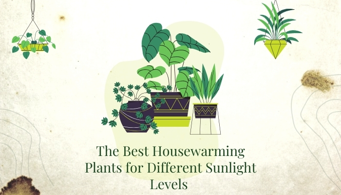 The Best Housewarming Plants for Different Sunlight Levels